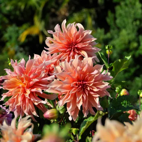 Rosa und pfirchsichfarbene Blüten von drei Dahlien vor grünem Hintergrund
