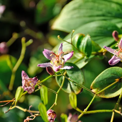 Filigrane Lilienblüte in lila mit rötlichen Sprenkeln im Parkbereich Farn und Fuchsie auf der Insel Mainau