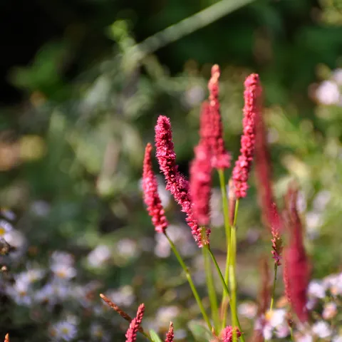 Rote, schmale Blütendolden vor grünem Hintergrund