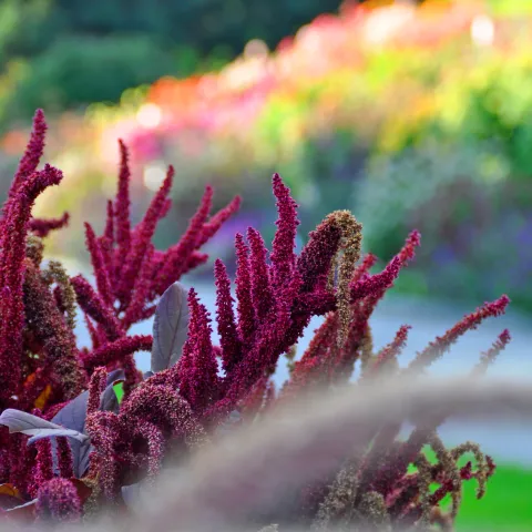Dunkelrote Rispenblüten, im Hintergrund ist verschwommen der Dahliengarten auf der Insel Mainau zu sehen
