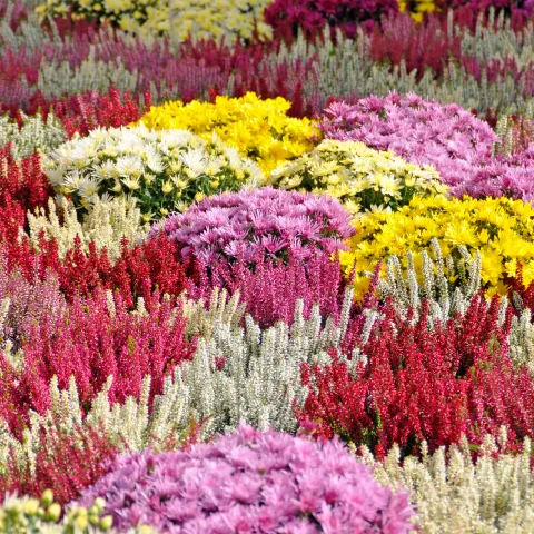 Bunte Mischung aus verschiedenen Blüten