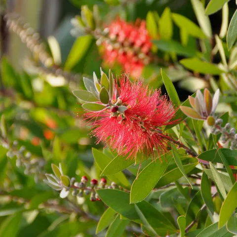 Rote, bürstenartig angeordnete Blüten an einem Strauch