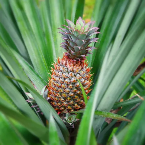 Ein tropischer Ananas-Trieb mit grünen Blättern und einem reifen, orangefarbenen Fruchtstand in einer Wiese.