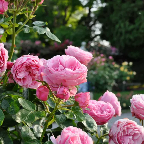 Ein Bild von üppigen, rosa Rosen in einer grünen Umgebung.