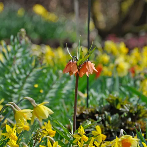 Orangefarbene Kaiserkrone ragt über ein Beet mit gelben Narzissen, aufgenommen im Garten mit unscharfem Hintergrund.