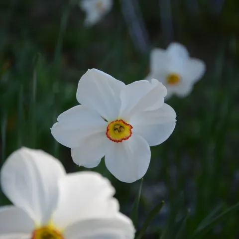 Nahaufnahme einer weißen Dichternarzisse mit gelbem und rotem Blütenzentrum vor unscharf grünem Hintergrund
