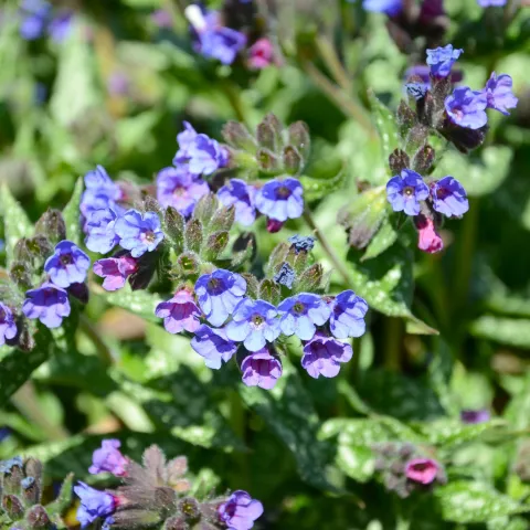 Geflecktes Lungenkraut mit kleinen blauen Blüten und grünen, gefleckten Blättern