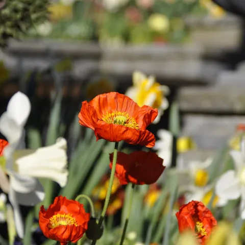Nahaufnahme von orangefarbenen Islandmohnblüten mit unscharfem Hintergrund aus weiteren Blumen und Steinen