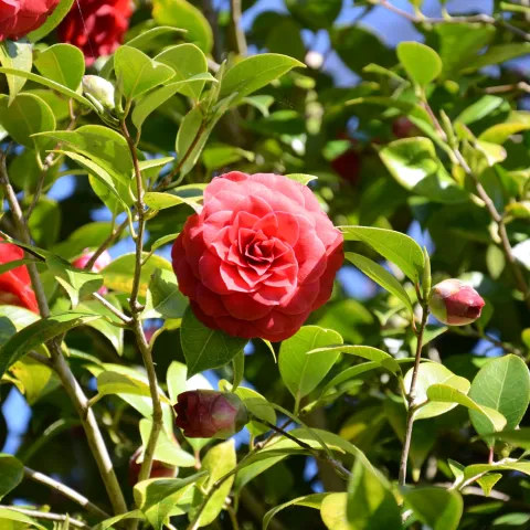 Nahaufnahme einer roten Kamelienblüte an einem Strauch mit grünen Blättern vor blauem Himmel
