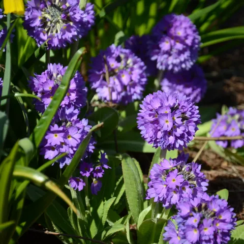 Mehrere kugelförmige Blütenstände der Kugelprimel mit violetten Blüten und grünen Blättern im Gartenboden