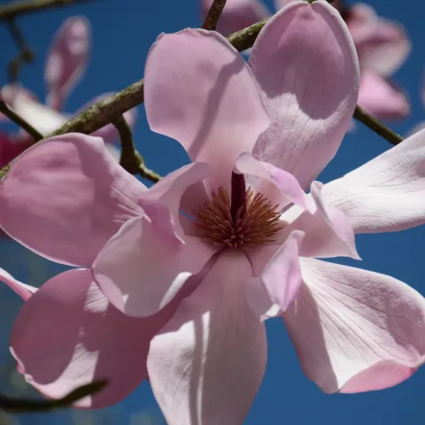 Nahaufnahme einer rosa Magnolienblüte vor blauem Himmel