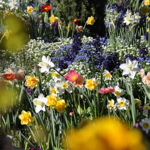 Bunte Frühlingsblumenwiese mit Narzissen, anderen Blumen und grünen Sträuchern im Hintergrund