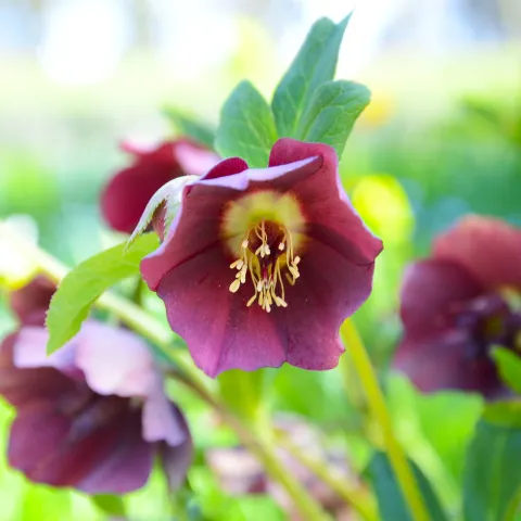 Nahaufnahme einer dunkelroten Blüte der orientalischen Nieswurz mit sichtbaren Staubgefäßen und grünen Blättern im Hintergrund