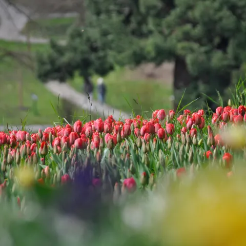 Rote Tulpen im Vordergrund, dahinter ein Parkweg mit Spaziergängern und viel Grün im Hintergrund